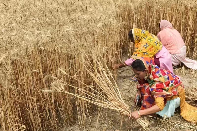 印度宣布禁止小麦出口